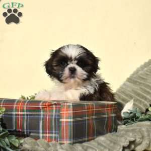 Bella, Shih Tzu Puppy